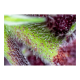 Sweet Seeds - Red Pure Auto CBD | Autoflowering saat | 3 stück - Sweet Seeds Automatik - Sweet Seeds - Seed Diskont - Hanfsamen Shop