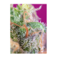 Sweet Seeds - S.A.D. Sweet Afgani Delicious S1 | Feminizált mag | 5 darab - Sweet Seeds Feminizált - Advanced Nutrients - Seed Diskont - Hanfsamen Shop
