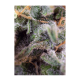 Sweet Seeds - S.A.D. Sweet Afgani Delicious S1 | Feminizált mag | 5 darab - Sweet Seeds Feminizált - Advanced Nutrients - Seed Diskont - Hanfsamen Shop