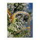 Sweet Seeds - Sweet Amnesia Haze | Feminizált mag | 5 darab - Sweet Seeds Feminizált - Advanced Nutrients - Seed Diskont - Hanfsamen Shop