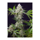 **Sweet Seeds - Sweet Amnesia Haze XL (Selbstblühend) cannabissamen