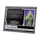 Sweet Seeds - Sweet Amnesia Haze XL | Autoflowering seed | 3 pieces - Sweet Seeds Autoflowering - Sweet Seeds - Seed Diskont - Hanfsamen Shop