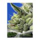 Sweet Seeds - Sweet Gelato | Autoflowering mag | 5 darab - Sweet Seeds  Automata - Advanced Nutrients - Seed Diskont - Hanfsamen Shop