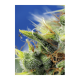 Sweet Seeds - Sweet Pure CBD | Autoflowering mag | 3 darab - Sweet Seeds  Automata - Advanced Nutrients - Seed Diskont - Hanfsamen Shop