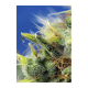 Sweet Seeds - Sweet Pure CBD (Autoflowering) kannabis mag