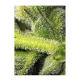 Sweet Seeds - Sweet Pure CBD (Autoflowering) kannabis mag