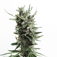 T.H. Seeds - Auto Critical HOG | Autoflowering seed | 10 pieces