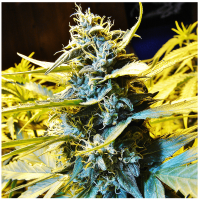 T.H. Seeds - Auto Northern Hog | Autoflowering seed | 10 pieces