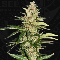 T.H. Seeds - Banana Candy Krush | Feminized seed | 6+1 pieces