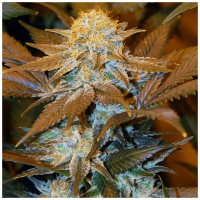 T.H. Seeds - Critical HOG | Feminized seed | 10 pieces