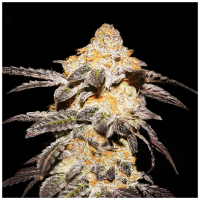 T.H. Seeds - French Cookies | Feminized seed | 7 pieces