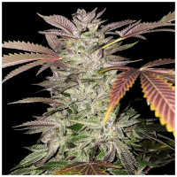 T.H. Seeds - Gelato Cake | Feminized seed | 6+1 pieces - T.H. Seeds Feminised - T.H. Seeds - Seed Diskont - Hanfsamen Shop