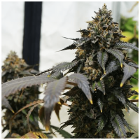 T.H. Seeds - Gelato55 x French Cookies aka French Macaron | Feminized seed | 6+1 pieces