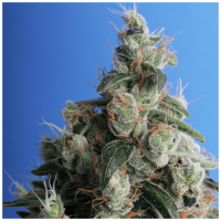T.H. Seeds - Kushage | Feminized seed | 10 pieces - T.H. Seeds Feminised - T.H. Seeds - Seed Diskont - Hanfsamen Shop