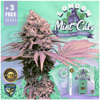T.H. Seeds - London Mint Cake 710 | Feminized seed | 7 pieces