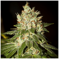T.H. Seeds - MK Ultra | Feminized seed | 10 pieces