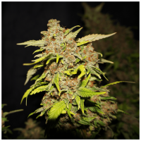 T.H. Seeds - MOB | Feminized seed | 7 pieces