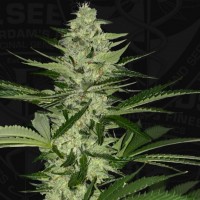 T.H. Seeds - Melonsicle | Feminized seed | 6+1 pieces