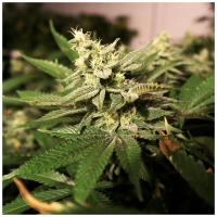 T.H. Seeds - Mkage | Feminized seed | 10 pieces