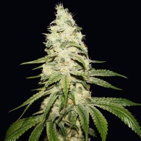 T.H. Seeds - Mont Blanc | Feminized seed | 6+1 pieces