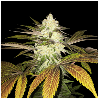T.H. Seeds - Orangesicle | Feminized seed | 6+1 pieces