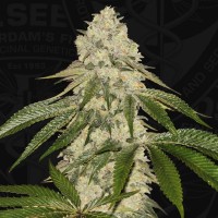 T.H. Seeds - Pisthash | Feminized seed | 6+1 pieces