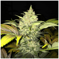 T.H. Seeds - Roof 95 | Feminized seed | 5 pieces