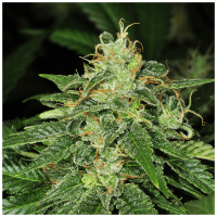 T.H. Seeds - S.A.G.E | Feminized seed | 10 pieces