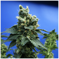 T.H. Seeds - Sage n' Sour | Feminized seed | 10 pieces
