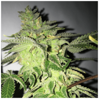 T.H. Seeds - Shiloh Z | Feminized seed | 5 pieces - T.H. Seeds Feminised - T.H. Seeds - Seed Diskont - Hanfsamen Shop