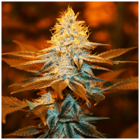 T.H. Seeds - Strawberry Glue | Feminized seed | 5 pieces
