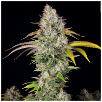 T.H. Seeds - UnderDawg | Feminized seed | 10 pieces