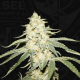 T.H. Seeds - WY-KIKI 710 | Feminized seed | 7 pieces - T.H. Seeds Feminised - T.H. Seeds - Seed Diskont - Hanfsamen Shop
