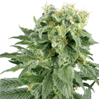 White Label Seeds - Double Gum | Regular seed | 10 pieces