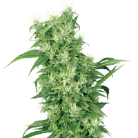 White Label Seeds - Female Mix | Feminized seed | 10 pieces
