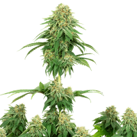 White Label Seeds - Girl Scout Cookies | Feminizált mag | 10 darab