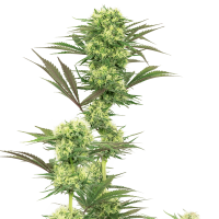 White Label Seeds - Guava Jelly | Feminized seed | 5 pieces