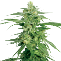 White Label Seeds - Hollands Hope | Regular seed | 10 pieces