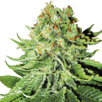 White Label Seeds - Northern Lights Automatik | Autoflowering seed | 10 pieces