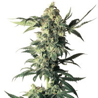White Label Seeds - Northern Lights | Feminized seed | 5 pieces