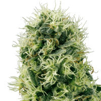 White Label Seeds - Pure Power Plant | Feminized seed | 10 pieces