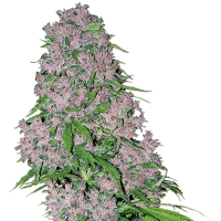 White Label Seeds - Purple Bud | Feminized seed | 10 pieces