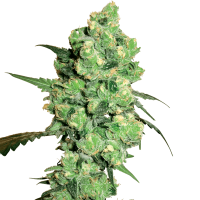 White Label Seeds - Super Skunk | Feminized seed | 10 pieces