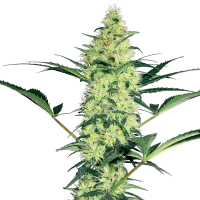 White Label Seeds - White Diesel | Feminized seed | 10 pieces