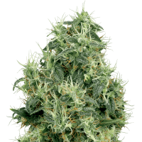 White Label Seeds - White Gold | Feminized seed | 10 pieces