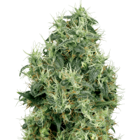 White Label Seeds - White Gold | Regular seed | 10 pieces