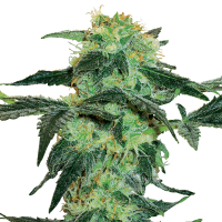 White Label Seeds - White Ice | Feminized seed | 10 pieces