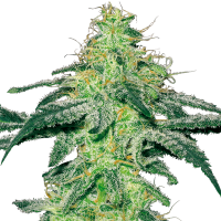 White Label Seeds - White Skunk | Feminized seed | 10 pieces