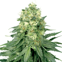 White Label Seeds - White Widow | Feminized seed | 10 pieces