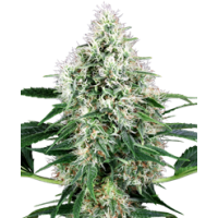 White Label Seeds - Pure Power Plant Automatic
